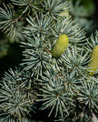 Cedarwood
