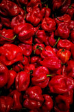 Pepper