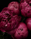 Peony